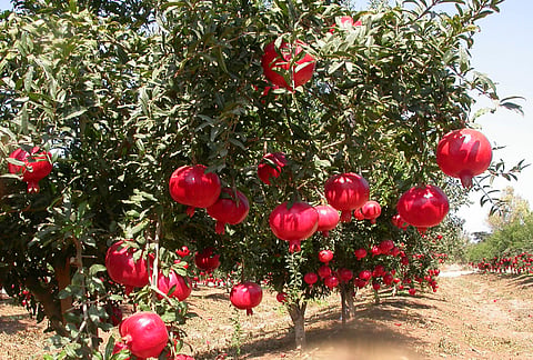 The state government has no intention of planting orchards