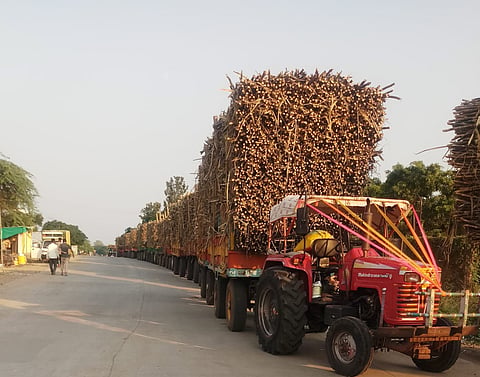 The mula sugar factory season begins in earnest
