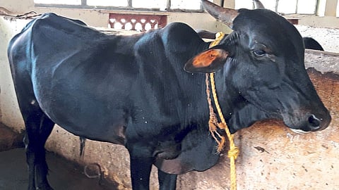 दापोली कृषी विद्यापीठाकडून ‘कोकण कपिला’ गोवंशाची नोंदणी