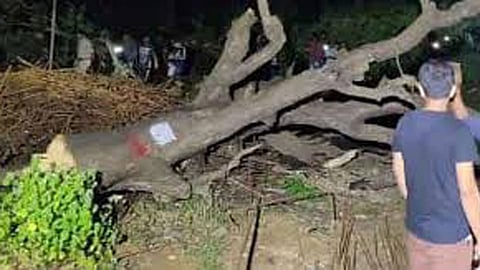 aarey tree cutting