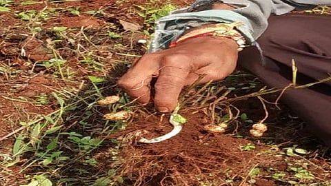 Due To Rains In Ajara Taluka Damage To Rice, Peanuts Kolhapur Marathi News