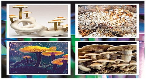 the wild mushroom are very costly