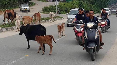 Nagpur Corporation will take action against animal owners