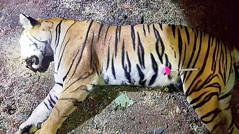 sop did not follow while killing avani tigress says ntpca in high court nagpur news
