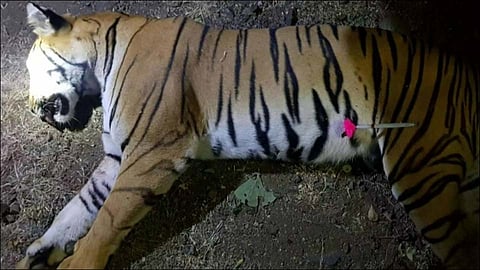 avani tiger
