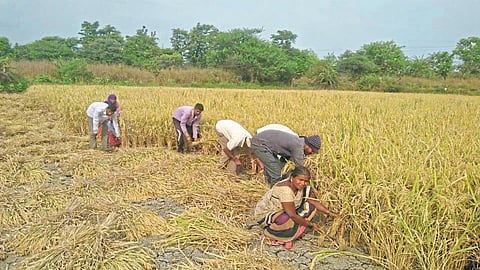भात काढणीत मजुरांकडून अडवणूक; शेतकरी वर्ग कंटाळला