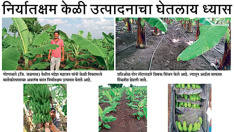 निर्यातक्षम केळी उत्पादनाचा घेतलाय ध्यास