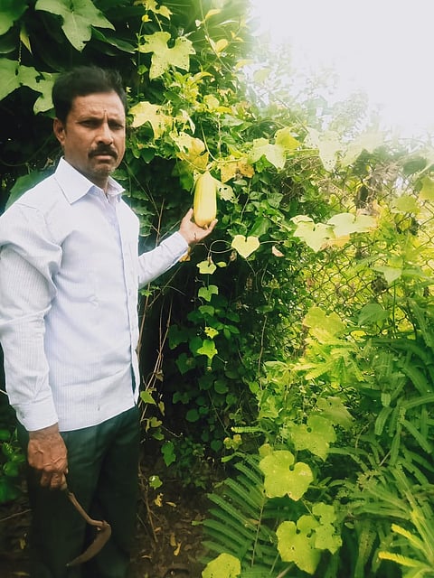 सोलापुरात भगत यांच्या परसबागेत 63 प्रकारची फळे आणि भाज्या