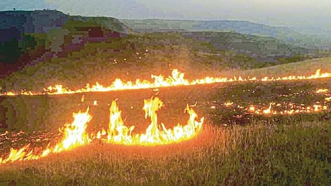 दुधेबावीत भवानीआई डोंगरात वणव्याचा भडका; वन विभागाने लावलेली अनेक झाडे जळून खाक