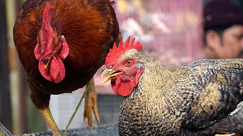 bird flu