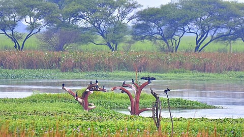 birds are arriving at nandurmadhmeshwar bird sanctuary