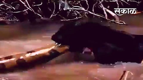 ब्लॅक पँथर आणि अॅनाकोंडच्या फाइटचा थरार; पाहा 15 सेंकदात कुणी मारली बाजी?