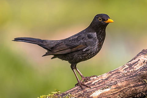 blackbird