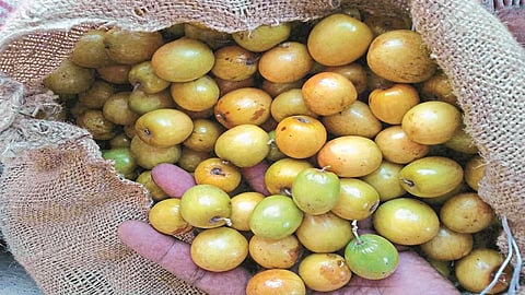 Chameli bor got highest to rate in Sangali