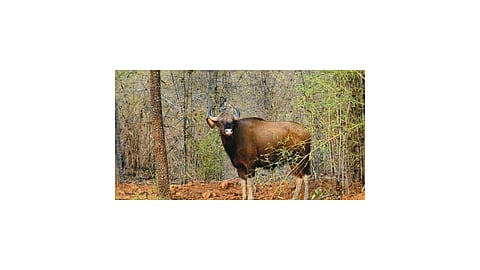 Radhanagari Wildlife Sanctuary area has been declared as a sensitive area by the Central Government
