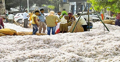 buldana kapus