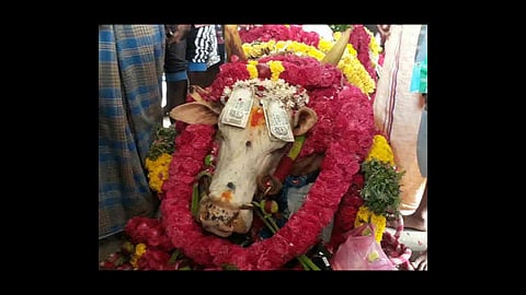 coronavirus lockdown thousands people attended bull funeral in madurai