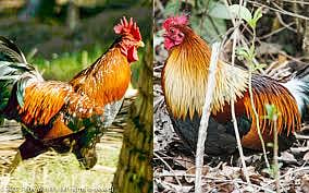 Those chickens died from eating poison