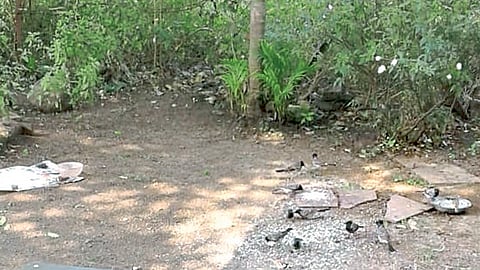 मोकाशी दांपत्याची पक्षांशी दुनियादारी, कऱ्हाडात भरते चिमण्यांची शाळा भारी!