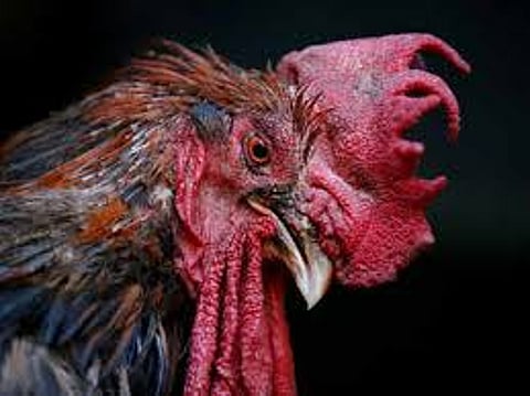 cock.jpg