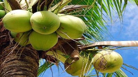 coconut 1.jpg