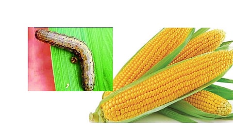 Military attack on money laundering corn