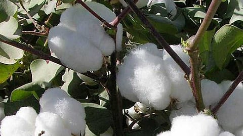 cotton crop crisis