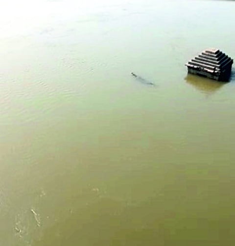 crocodile.jpg