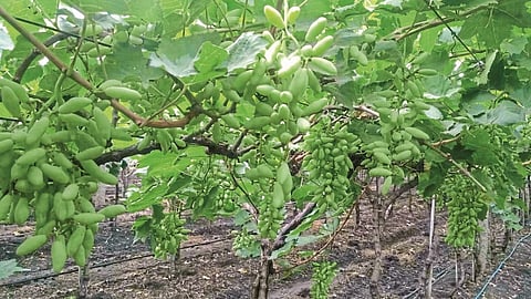 Damage to grapes, vegetables, including rabi crops; The cane was dug