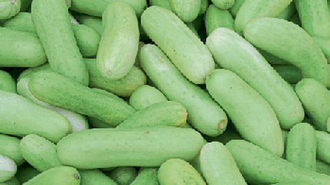 Cucumber For Summer