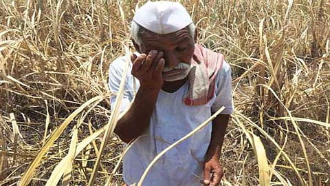 ठाकरे सरकार लक्ष देईना; शेतकऱ्यांच्या डाेळ्यांत अश्रु