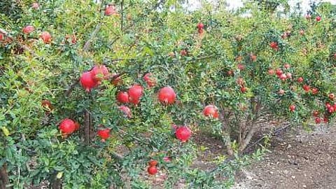 Pomegranate growers in financial crisis again in sangola taluka