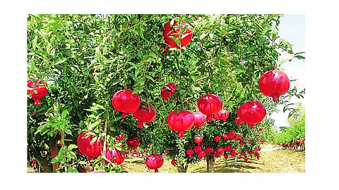 Pomegranate growers do not get insurance cover due to oppressive conditions