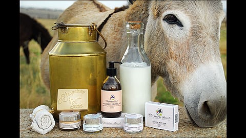 soon a donkey dairy to be set up in haryanas hisar and price of milk