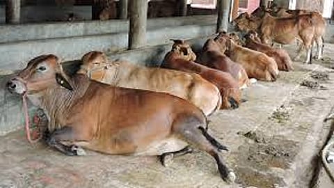 13 animals dead in a week in Yavatmal