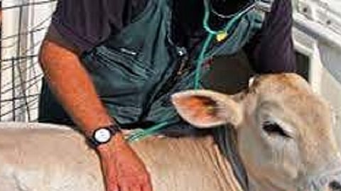 veterinary service