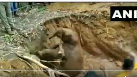 गावकऱ्यांची कमाल!१५ फूट खोल विहिरीत अडकलेल्या हत्तीची केली सुटका