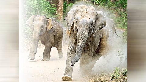 elephant