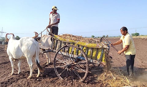 Even in the Corona crisis the farmar lives in the fields day and night