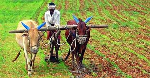 farmer
