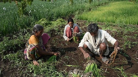 farmer.jpg