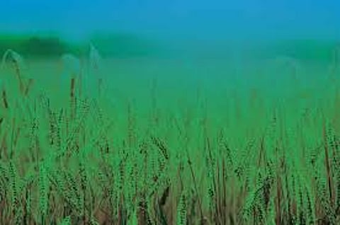 Pilot Project' of Fodder Cultivation in Vidarbha