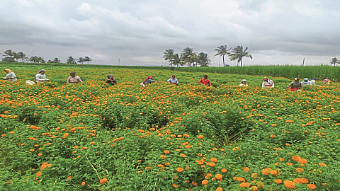 Reduced flowering area; Lack of flowers to welcome the Republic