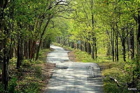 forest department not get the fund for maintenance of planted trees in nagpur