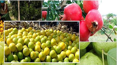 fruit crop News