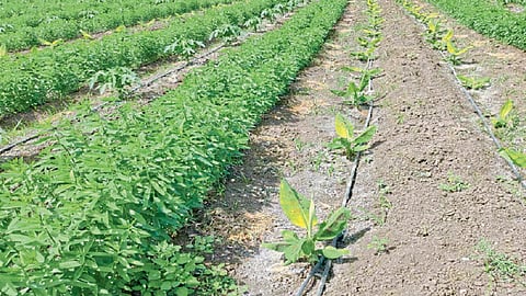 वाढत्या थंडीचे फळबागांवरील परिणाम