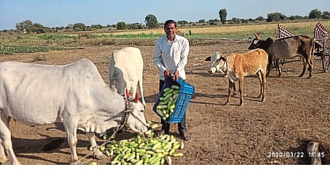 ढोबळेवाडी (ता. घनसावंगी) बंदमुळे विक्री न होऊ शकलेली काकडी बैलांना टाकताना.