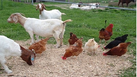 After winning the cricket final prize trophy goat and Hens