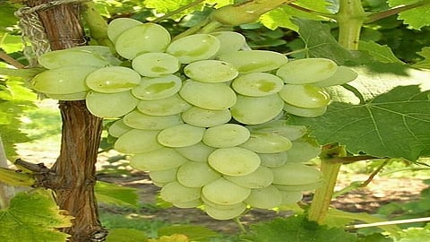 grapes2.jpg