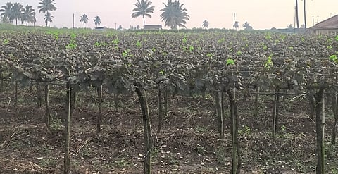 Due to heavy rains, the grapesyards abandoned the orchards; Powerless in the face of whimsical nature